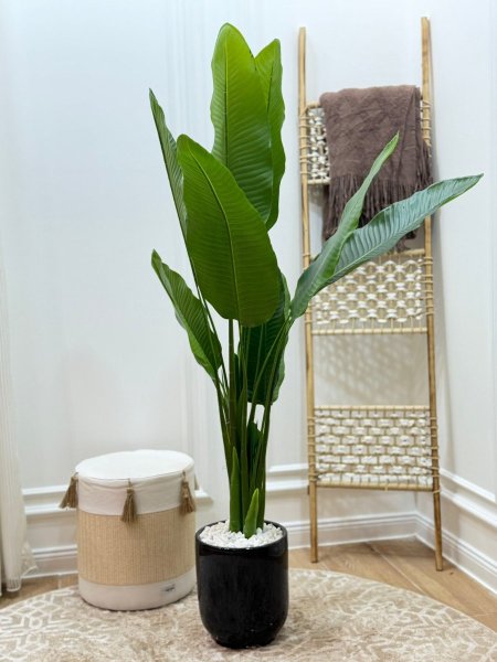 شجرة موز بورسلان